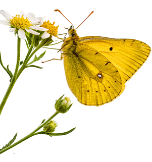 butterfly-on-flower