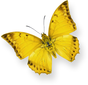 butterfly-yellow-with-shadow