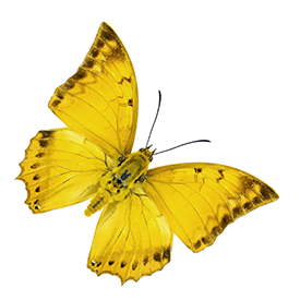 Butterfly Yellow
