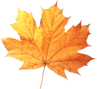 leaf-1.png