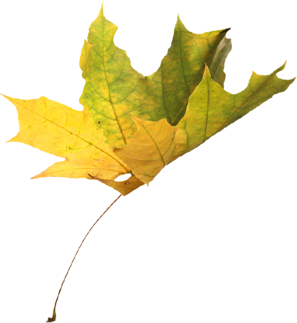 leaf-2