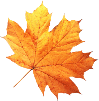 leaf-3