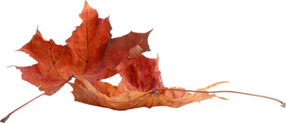 leaves-1.png