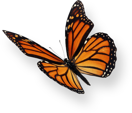 butterfly-left