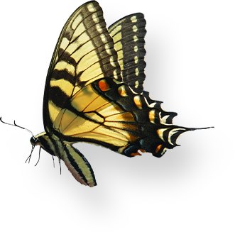 Butterfly Right