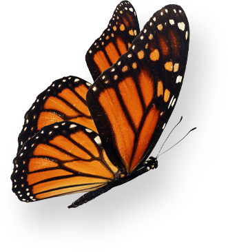 butterfly-full