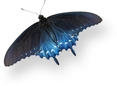 butterfly-full
