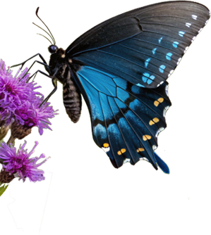 butterfly-left