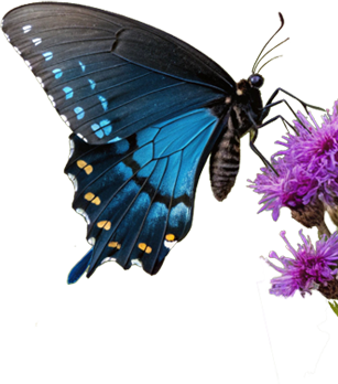 Butterfly Right
