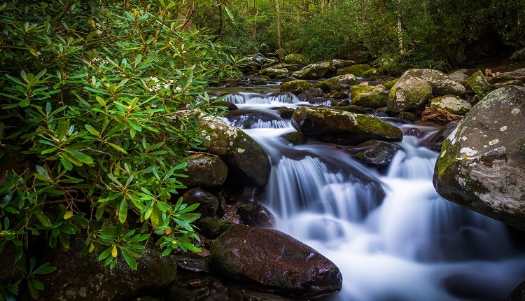 Go for a scenic drive on Roaring Fork Motor Nature Trail