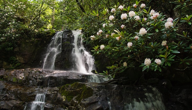 Look for summer wildflowers on a waterfall hike