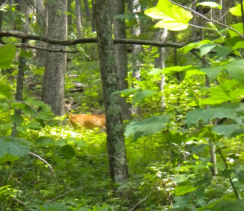 Deer in Smoky Mountains on the way to Laurel Falls