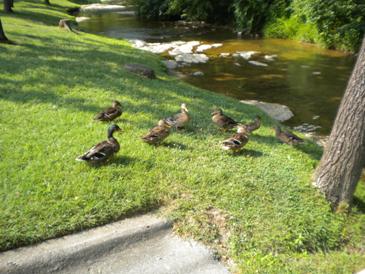 Ducks in Pigeon Forge