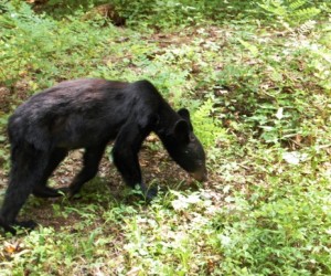 Black Bear Cub in GSMNP