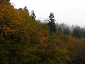 Fall Colors GSMNP