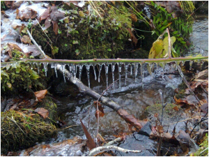 Smoky Mountains National Park Creek