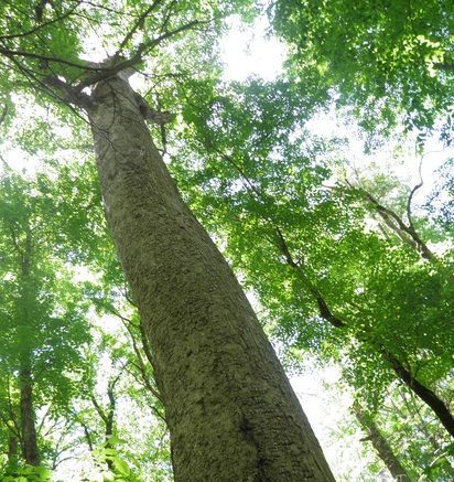 Giant Poplar in GSMNP