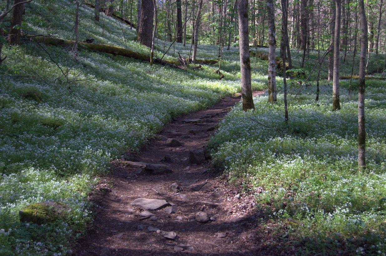 Wildflower Report Porter's Creek