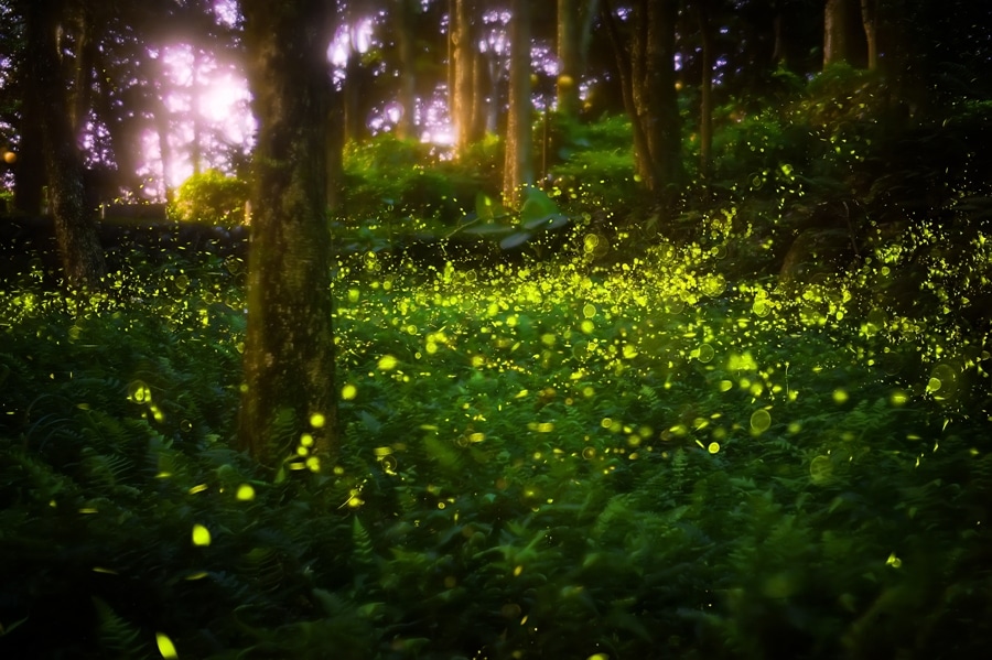 Firefly Display in Great Smoky Mountains National Park