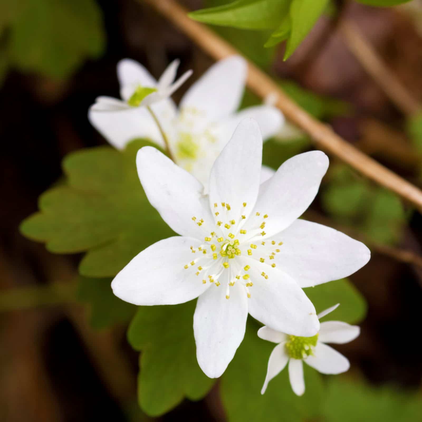 Rue Anemone - My Pigeon Forge