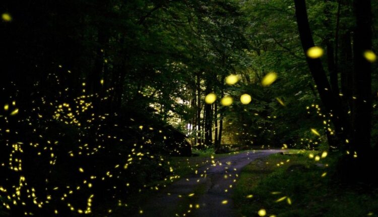 2022 Smoky Mountain Firefly Viewing and Lottery