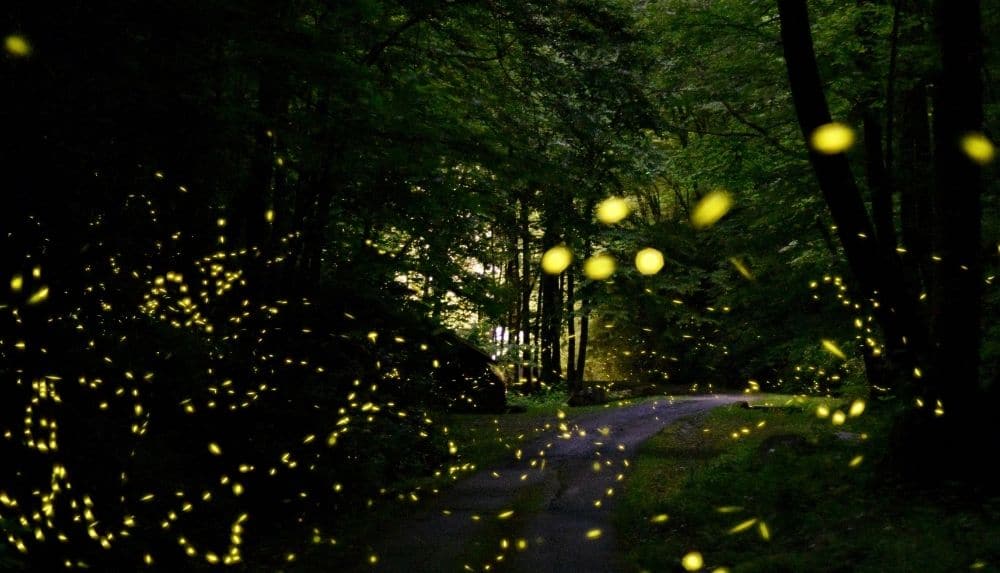 Smoky Mountain Firefly Viewing and Lottery