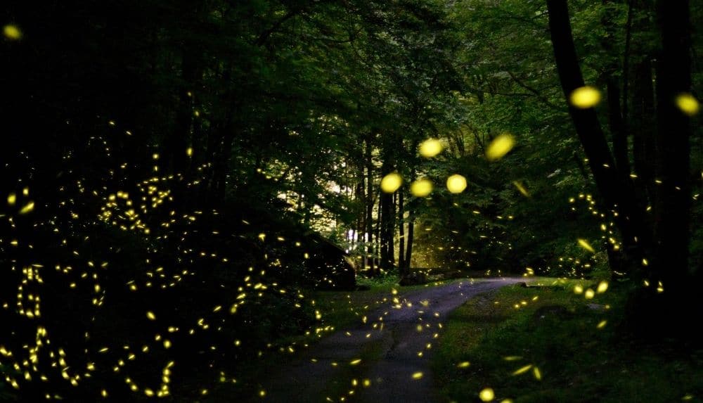 2022 Smoky Mountain Firefly Viewing and Lottery My Pigeon