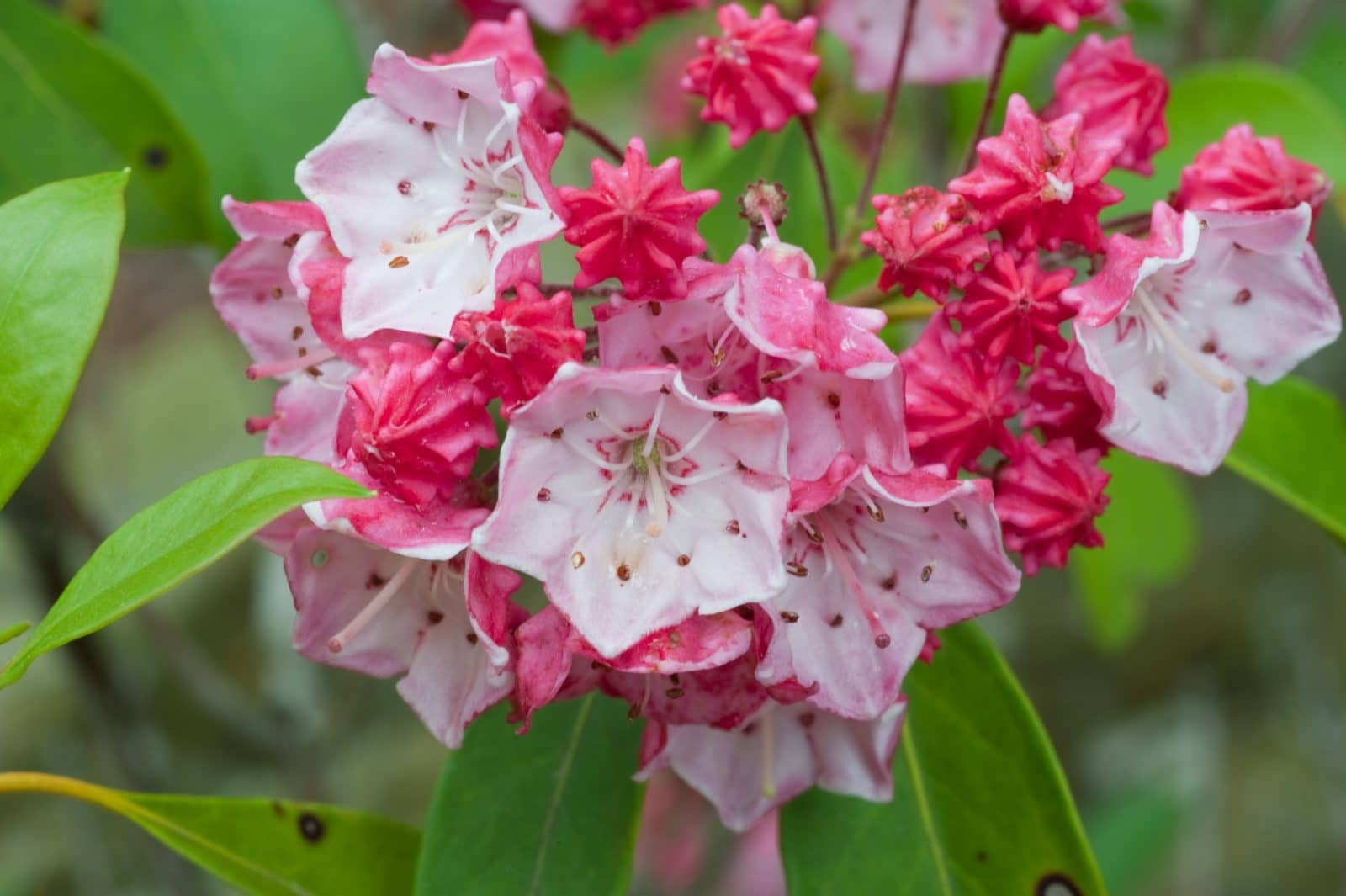 Rhododendron, Mountain Laurel and Flame Azalea