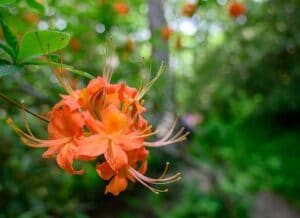 Flaming Azalea growing in Great Smoky Mountains National Park