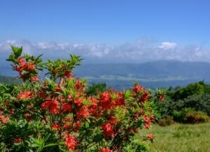 Flaming Azalea at Andrews Bald near Clingmans Dome