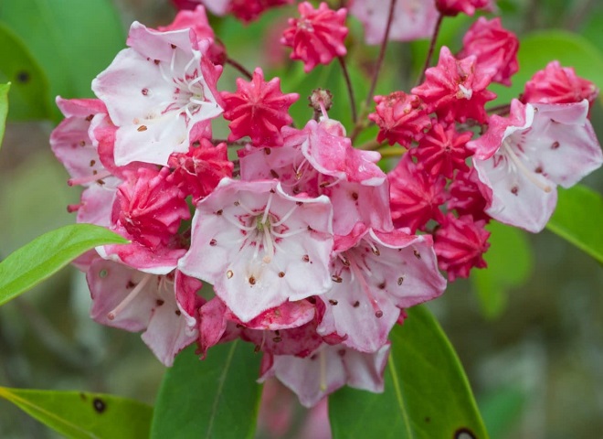 Mountain Laurel growing in Great Smoky Mountains National Park