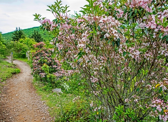 Mountain Laurel blooming in Great Smoky Mountains National Park