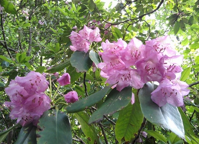 Catawba Rhododendron growing in Great Smoky Mountains National Park