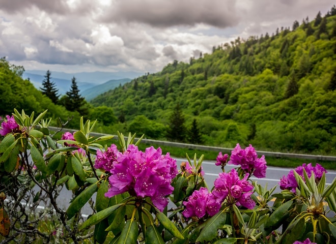 Purple Catawba Rhododendron near Clingmans Dome