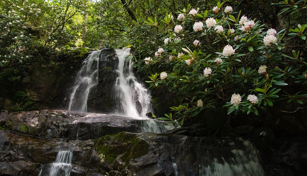 Summer Wildflowers in the Smoky Mountains