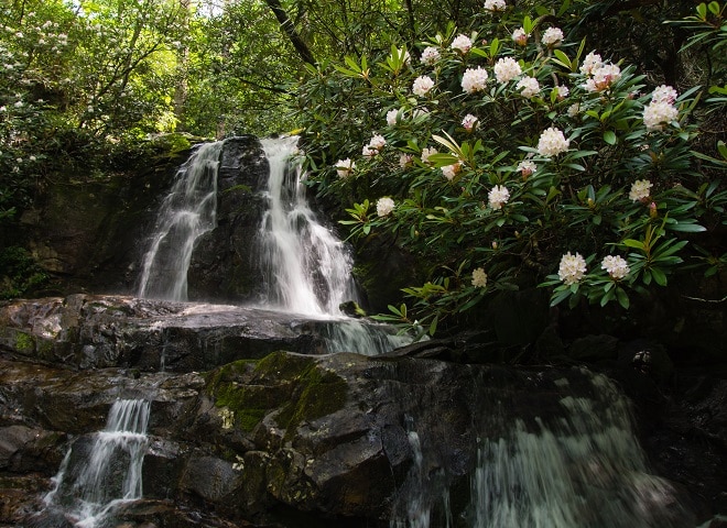 Rosebay Rhododendron at Laurel Falls