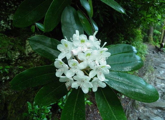 Rosebay Rhododendron growing in Great Smoky Mountains National Park 