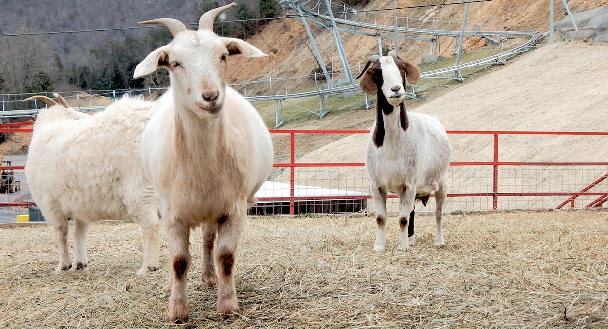 picture of goats from goats on a roof in pigeon forge