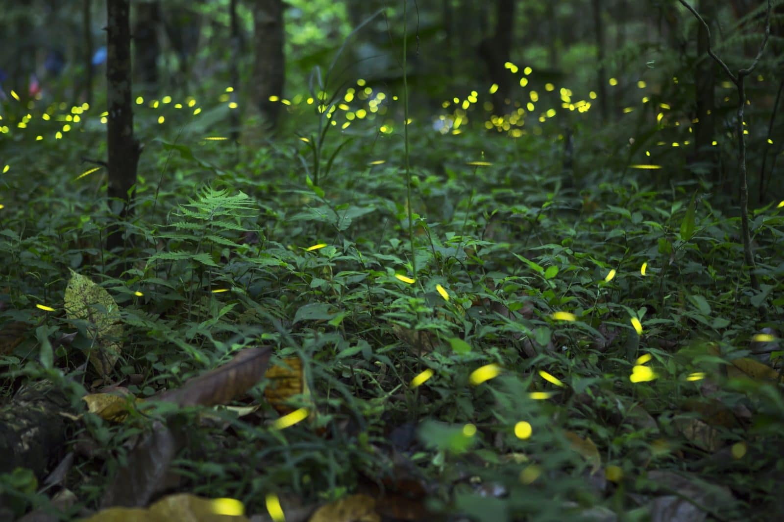 Synchronous Fireflies in the Great Smoky Mountains National Park