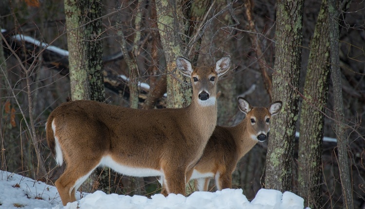 Spot deer and other wildlife during winter hikes in the Smoky Mountains