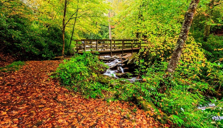 Fall Foliage at Chimney Tops Trail