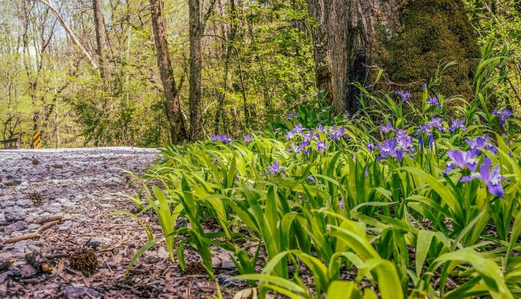 Porters Creek Trailhead within Greenbrier area of Smoky Mountains