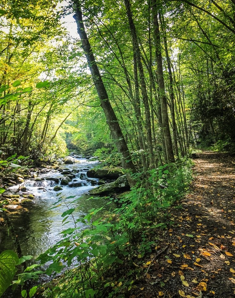 Gatlinburg Trail - Spring Hikes for Kids in the Smoky Mountains