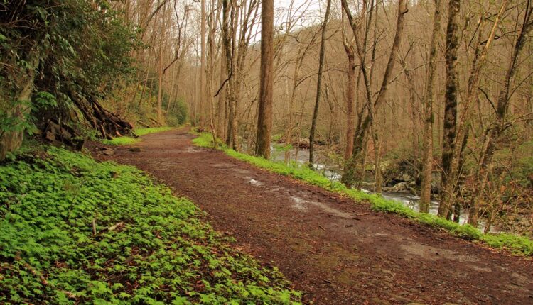 Little River Trail - Spring Hike in Elkmont area of Great Smoky Mountains National Park