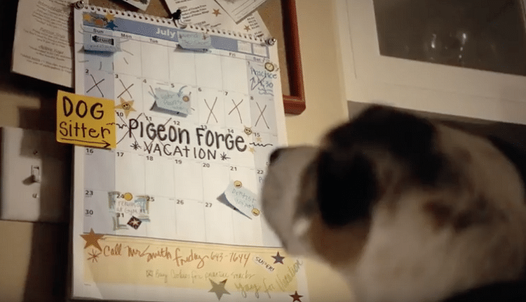 Top 7 Dog parks in pigeon forge tennessee 5 Best Places to Bring Your Dog in Pigeon Forge