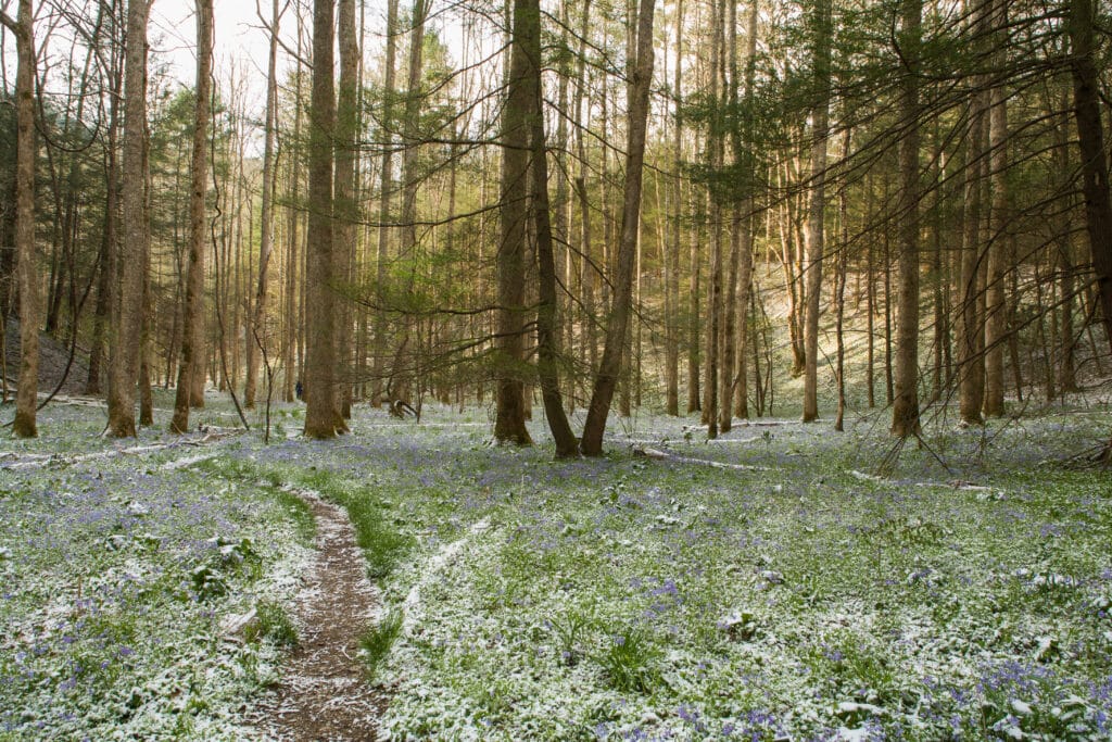 Rich Mountain Road: Scenic Cades Cove Route