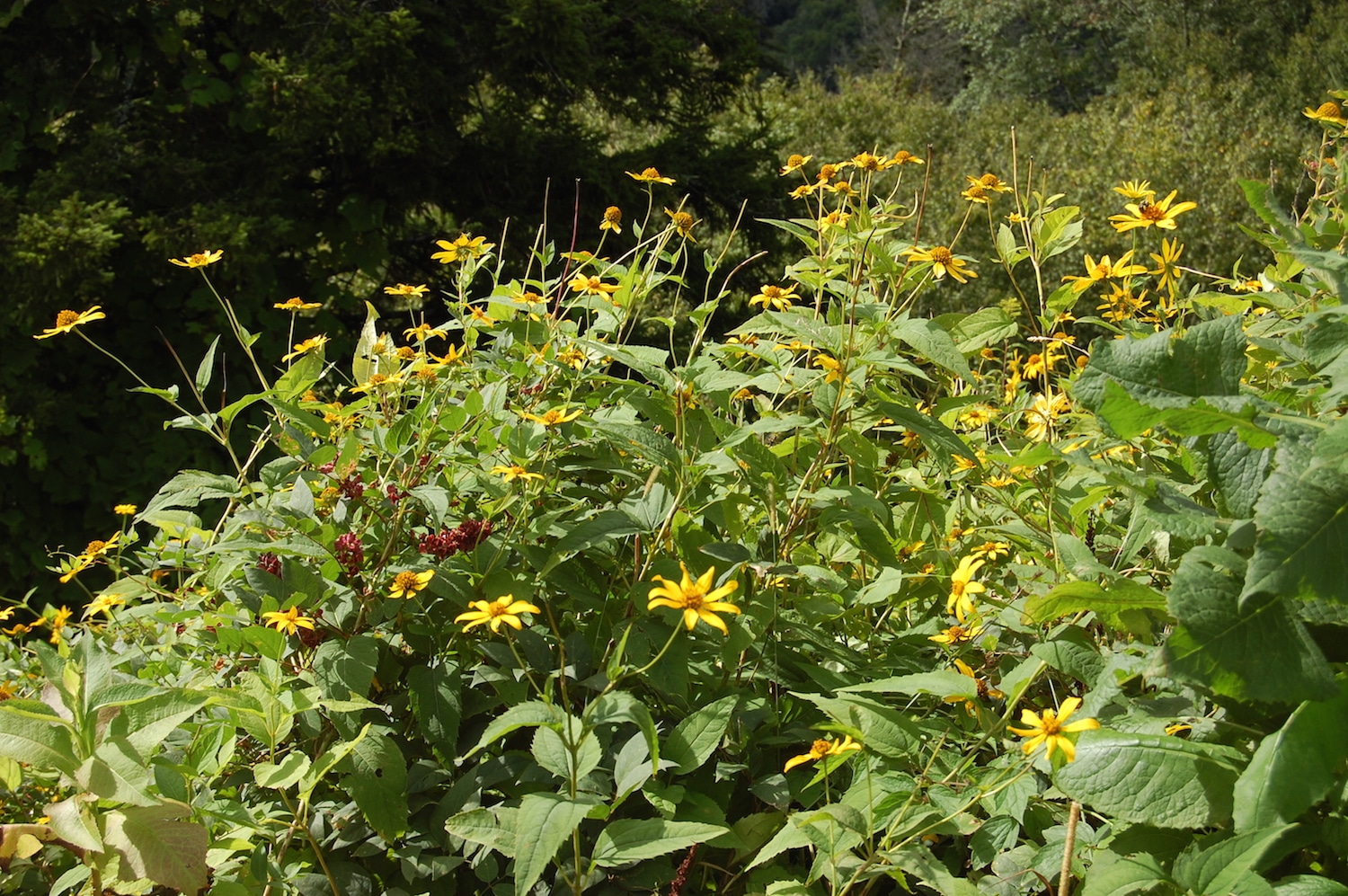 Wildflowers in the Great Smoky Mountains