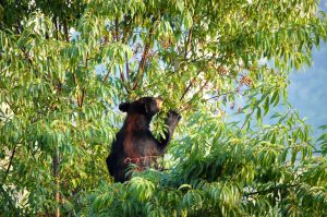 Bear in the cherry tree near Cades Cove 