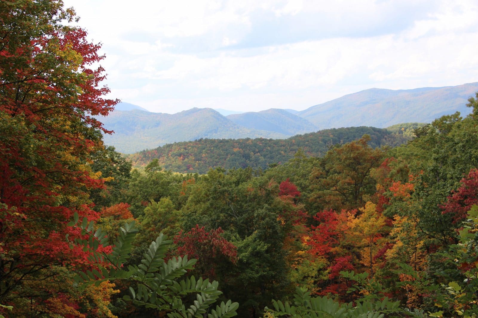 Fall Foliage