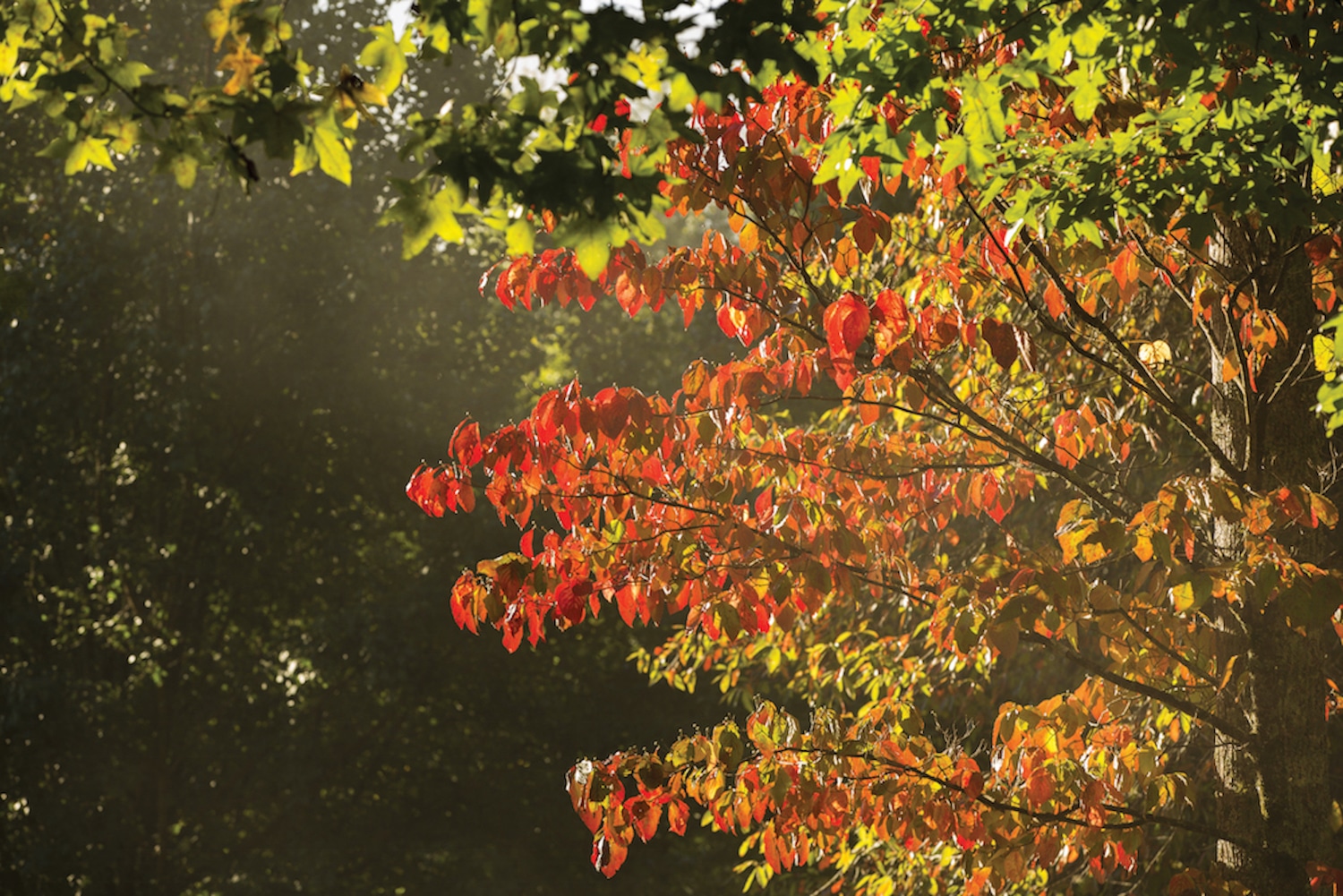 Fall Foliage